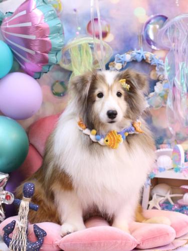 20240817カレンちゃん